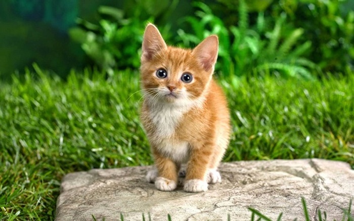 Cách Vận Chuyển Mèo Con Đi Xa