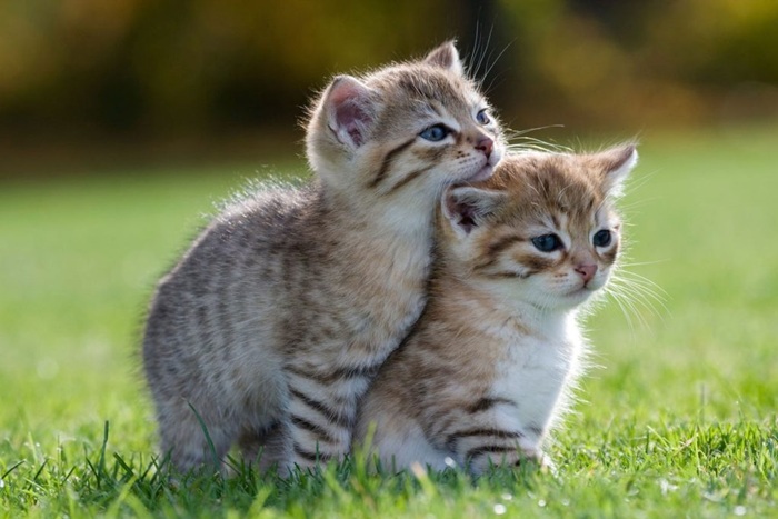 Cách Vận Chuyển Mèo Con Đi Xa