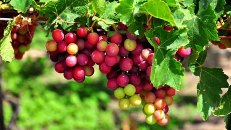 đặc sản Ninh Thuận