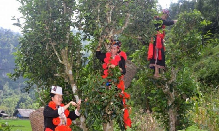 Chè Khau Mút là đặc sản độc đáo ở Tuyên Quang