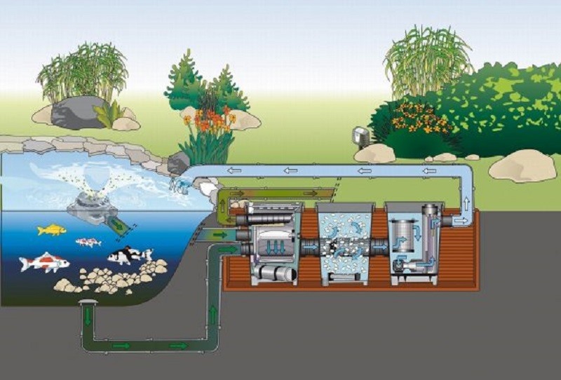 Hệ thống lọc nước cần xây dựng để tạo môi trường sống sạch cho cá
