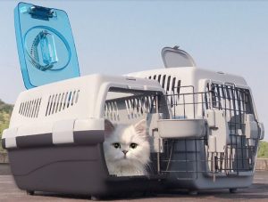 Cách Vận Chuyển Mèo Con Đi Xa An Toàn, Không Trào Ngược 29 Cách Vận Chuyển Mèo Con Đi Xa